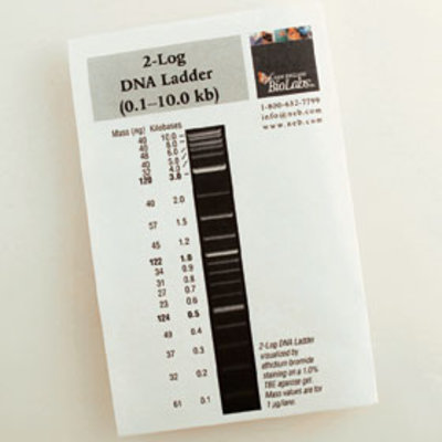 log2 ladder 2 LOG Biolabs, 2 100 Inc. LOG DNA England New LADD LANES