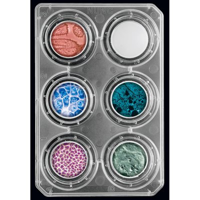 Thermo Scientific&trade;&nbsp;Nunc&trade; Polycarbonate Cell Culture Inserts in Multi-Well Plates For use with Multidish 6; Pore size 3&mu;m; &lt;1.7 x 10<sup>6</sup>pores/cm<sup>2</sup> Thermo Scientific&trade;&nbsp;Nunc&trade; Polycarbonate Cell Culture Inserts in Multi-Well Plates