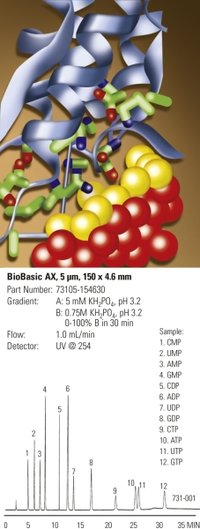 Thermo Scientific&trade;&nbsp;BioBasic&trade; 8 HPLC Columns 4.0 or 4.6mm ID; 10mm length; 5&mu;m particle size 