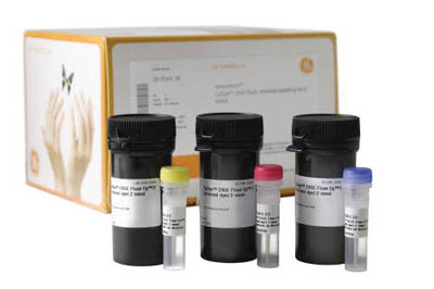 Cytiva&nbsp;Kits de colorants pour marquage minimal CyDye&trade; DIGE Fluor 2 nmol Cytiva&nbsp;Kits de colorants pour marquage minimal CyDye&trade; DIGE Fluor