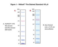Invitrogen&trade;&nbsp;HiMark&trade; Pre-stained Protein Standard 250uL 