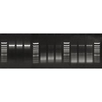 Thermo Scientific&trade;&nbsp;Maxima Hot Start Taq DNA Polymerase 5u/uL, 5 x 500U 