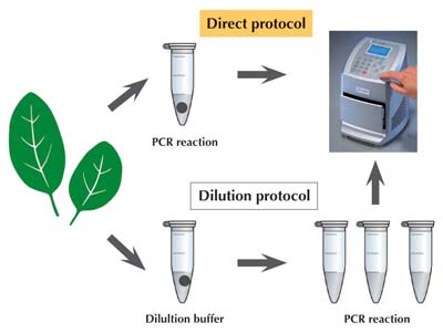 Scientific Phire Plant Direct PCR Kit FP=20 rxns in 50 ul vol Products | Scientific