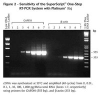 Invitrogen&trade;&nbsp;SuperScript&trade; One-Step RT-PCR System with Platinum&trade; <i>Taq</i> DNA Polymerase 100 réactions 