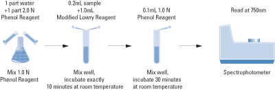 Thermo Scientific™ Dosage des protéines modifiées Lowry ...