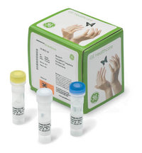 Cytiva&nbsp;TempliPhi&trade; Sequence Resolver Kit Size: 20 reactions 