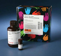 Thermo Scientific&trade;&nbsp;Pierce&trade; ECL Plus Western Blotting Substrate  
