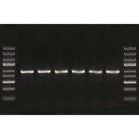 Thermo Scientific&trade;&nbsp;Maxima Hot Start Taq DNA Polimerasi 10x1.25 mL 