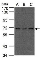 APC6 Polyclonal Antibody, Invitrogen&trade; 100 &mu;L; Unconjugated 