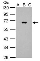 Firefly luciferase Polyclonal Antibody, Invitrogen&trade; 100 &mu;L; Unconjugated 