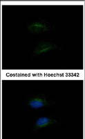 HSD3B2 Polyclonal Antibody, Invitrogen&trade; 100 &mu;L; Unconjugated 