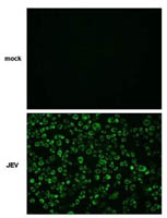 Japanese Encephalitis Virus NS4B Polyclonal Antibody, Invitrogen&trade; 100 &mu;L; Unconjugated 