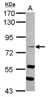 RASEF Polyclonal Antibody, Invitrogen&trade; 100 &mu;L; Unconjugated 