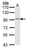 TAS1R1 Polyclonal Antibody, Invitrogen&trade; 100 &mu;L; Unconjugated 