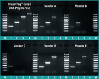 Thermo Scientific&trade;&nbsp;ADN polymérase DreamTaq Green (5 U/&mu;l)  