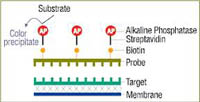 Thermo Scientific&trade;&nbsp;Biotin Chromogenic Detection Kit 10 reactions 