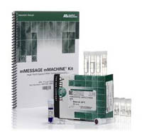 Invitrogen&trade;&nbsp;Ambion&trade; mMESSAGE mMACHINE&trade; SP6 Transcription Kit 25 reactions; With manual 