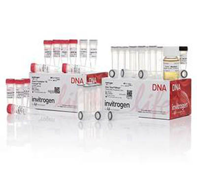 Invitrogen&trade;&nbsp;TA Cloning&trade; Kit, Dual Promoter, with pCR&trade;II Vector and One Shot&trade; INV&alpha;F' Chemically Competent <i>E. coli</i> 20 reactions Products