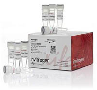 Invitrogen&trade;&nbsp;Cloned AMV First-Strand cDNA Synthesis Kit 100 reactions 