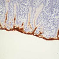Mucin 5AC (MUC5AC)/Gastric Mucin Ab-1 Mouse Monoclonal Antibody, Epredia&trade; 500&mu;L; 200&mu;g/mL; Biotin labeled with BSA and azide 