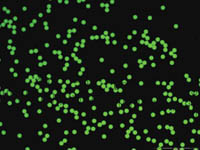 Thermo Scientific&trade;&nbsp;Partículas fluorescentes acuosas Fluoro-Max teñidas de color verde Verde fluorescente; 0,03 &mu;m; 90 ml 