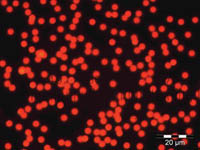 Thermo Scientific&trade;&nbsp;Partículas fluorescentes acuosas teñidas de color rojo  
