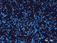 Thermo Scientific&trade;&nbsp;Partículas fluorescentes acuosas Fluoro-Max teñidas de color azul  