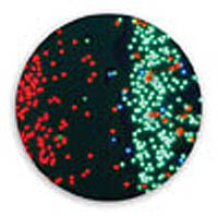 Thermo Scientific&trade;&nbsp;Partículas fluorescentes en polvo Fluoro-Max de color verde y rojo Rojo fluorescente; 15 &mu;m; 1 g 