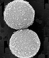 Cytiva&nbsp;Partícula magnética de estreptavidina Sera-Mag&trade;, capacidad media de unión de biotina 1mL 