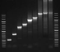 Thermo Scientific&trade;&nbsp;Pfu DNA Polymerase  
