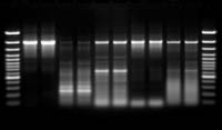 Thermo Scientific&trade;&nbsp;TrueStart Hot Start Taq DNA Polymerase  