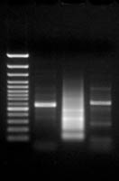 Thermo Scientific&trade;&nbsp;Mezcla de enzimas de reacción en cadena de la polimerasa (PCR) larga  